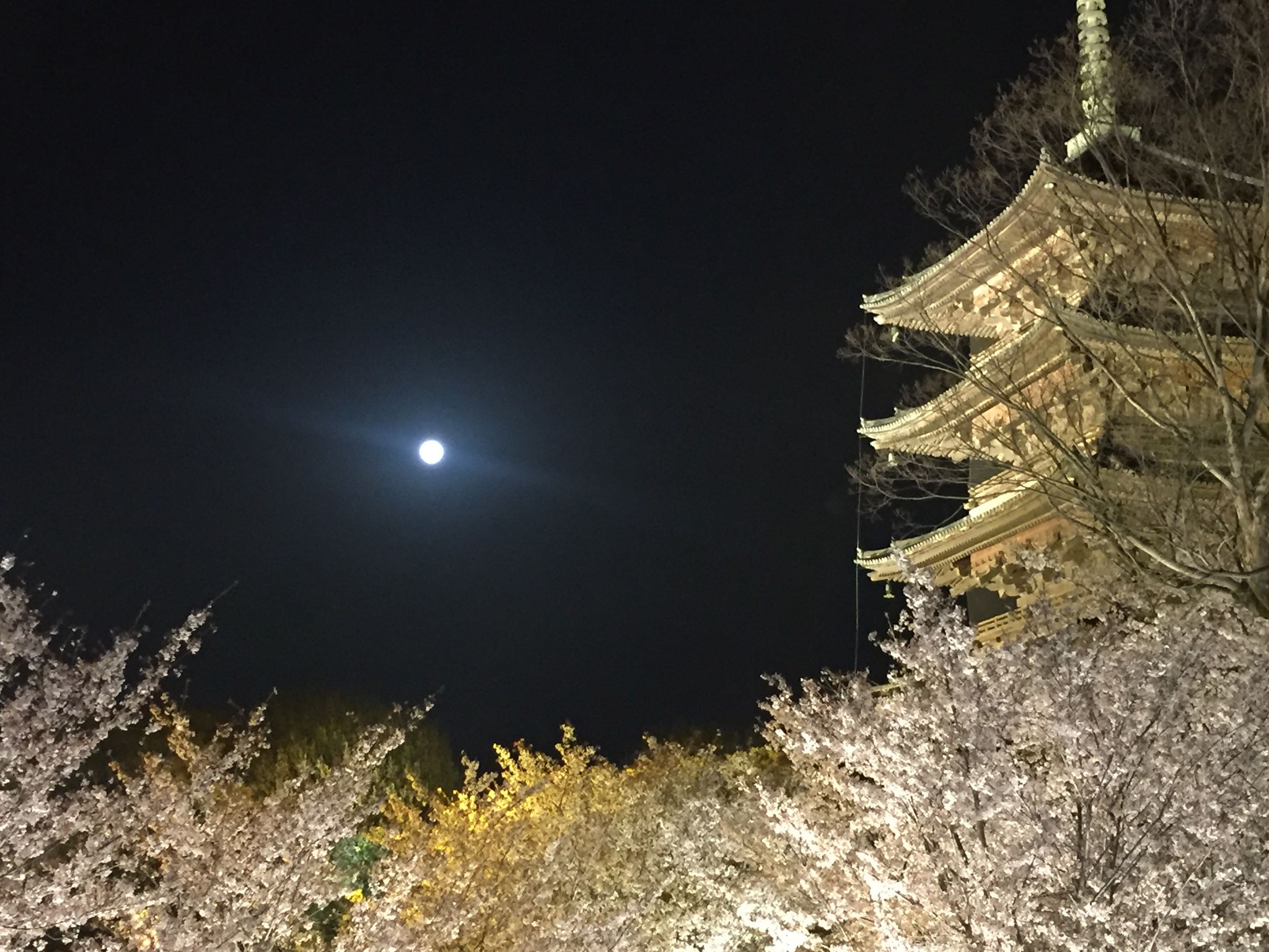 今日から4月、「卯月（うづき）」 新たな初まり | 和のすてき 和の心を感じるメディア